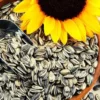 Striped Sunflower Seed for Bird