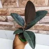 Stunning Rubber Tree Plant - Natural Air Freshener for Your Home or Office