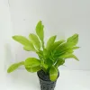 Tropical Aquarium Plant