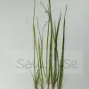 Vallisneria Nana Aquarium Plant 5 Piece Bunch