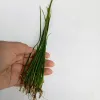 Vallisneria Nana Aquarium Plant For Aquascaping 10 Piece Bunch