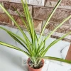 Variegated Golden Pandanus Indoor Plant Beauty