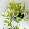 Variegated Money Plant