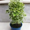 Variegated White Aralia in a 3-inch plastic pot