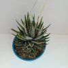 Zebra Haworthia Crested Succulent