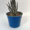 Zebra Haworthia Plant In A Decorative Pot