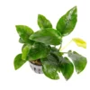 anubias nana aquarium plant pot