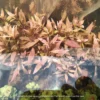 ar mini aquarium plant