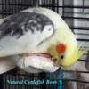 cockatiel bird eating cuttlefish bone