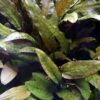 cryptocoryne wendtii tropica aquarium plant