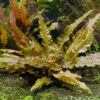 cryptocoryne wendtii tropica aquascape plant