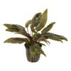 cryptocoryne wendtii tropica plant pot