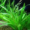 dwarf sagittaria aquarium plant