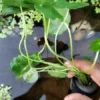 hydrocotyle verticillata