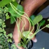 hydrocotyle verticillata aquatic creeping plant