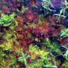 hygrophila difformis red rosanervig aquarium plant