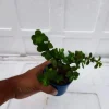 Jade indoor plants for sale