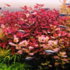 ludwigia sp mini super red main picture