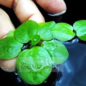 https://images.saukse.com/images/300/Amazon-Frogbit-Floating-Plant-Limnobium-laevigatum-300x300.webp