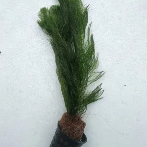 https://images.saukse.com/images/300/Ambulia-Limnophila-Sessiliflora-Live-Aquarium-plant-Pot-300x300.webp