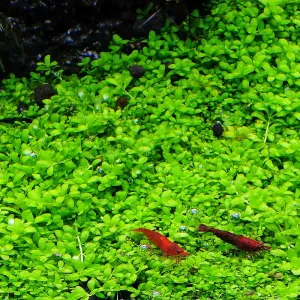 https://images.saukse.com/images/300/Aquascape-With-Hemianthus-Callitrichoides-Cuba-As-A-Foreground-Plant-300x300.webp