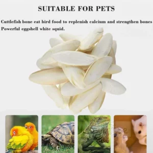 Benefits of Cuttlefish Bone Calcium for Other Pets