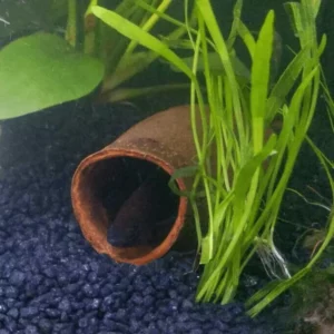 Betta Fish Hiding in Seru Trumpet Pod