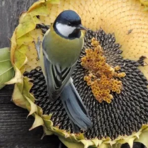 Bird Eating Striped Sunflower Seed
