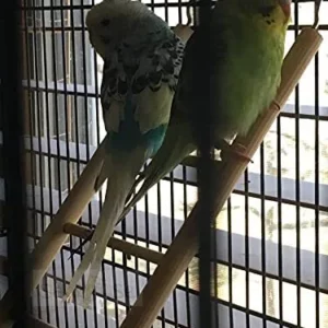 Birds relaxing on wooden ladder