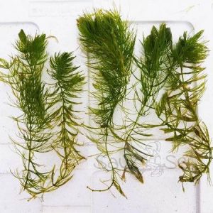 https://images.saukse.com/images/300/Buy-Hornwort-Aquarium-Plant-Ceratophyllum-Demersum-300x300.jpg