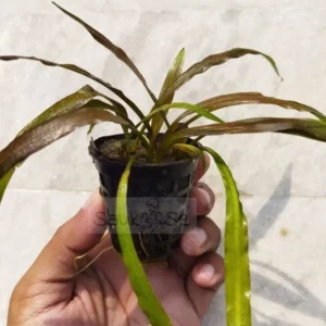 https://images.saukse.com/images/300/Cryptocoryne-Red-Pot-300x300.webp