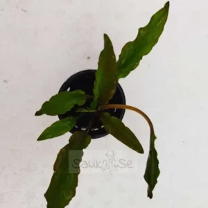 https://images.saukse.com/images/300/Cryptocoryne-Wendtii-Green-Aquatic-Plant-300x300.webp