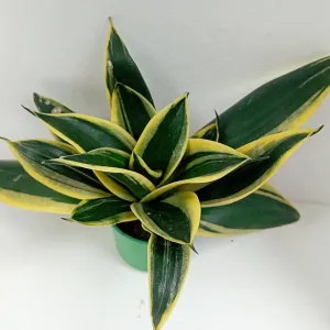 https://images.saukse.com/images/300/Golden-Dwarf-Sansevieria-Hahnii-Indoor-Greenery-300x300.webp