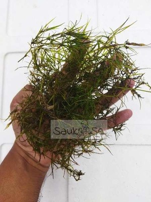 https://images.saukse.com/images/300/Guppy-Grass-Ideal-for-Aquatic-Habitats-300x300.jpg