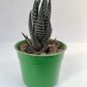 https://images.saukse.com/images/300/Haworthia-Attenuata-Succulent-Plant-Zebra-Haworthia-Zebra-Plant-300x300.webp