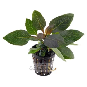 https://images.saukse.com/images/300/Hygrophila-Corymbosa-Compacta-Pot-300x300.webp