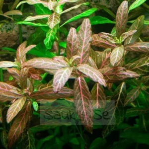 Hygrophila Polysperma Rosanervig Sunset Aquarium Plant