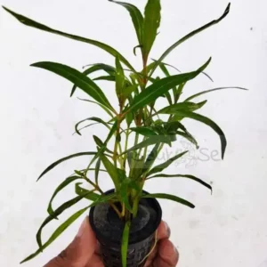 Hygrophila lancea Araguaia