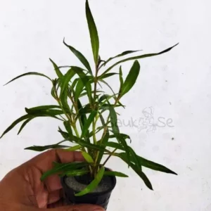 Hygrophila lancea Araguaia aquatic plant