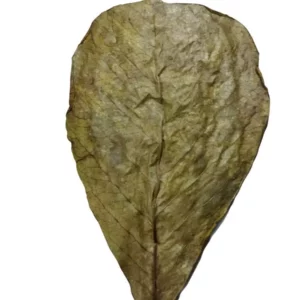 https://images.saukse.com/images/300/Indian-Almon-Leaves-300x300.webp