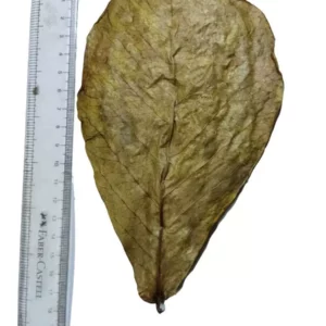 Indian Almon Leaves Size