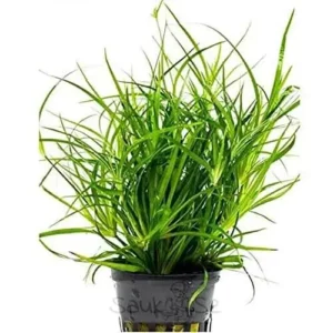 https://images.saukse.com/images/300/Juncus-Repens-Aquarium-Plant-300x300.webp