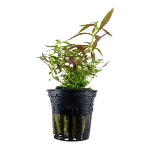 https://images.saukse.com/images/300/Limnophila-Aromatica-Mini-Aquarium-Plant-Pot-300x300.webp