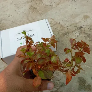 https://images.saukse.com/images/300/Ludwigia-Ovalis-Aquarium-Plant-300x300.webp