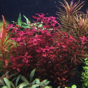 https://images.saukse.com/images/300/Ludwigia-sp-Mini-Super-Red-in-Aquarium-300x300.jpg