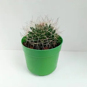 https://images.saukse.com/images/300/Mammillaria-Camptotricha-Succulent-300x300.webp