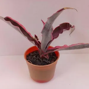 https://images.saukse.com/images/300/Red-Air-Plant-Succulent-300x300.webp