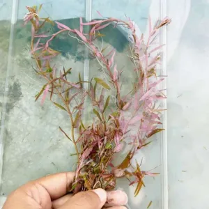 https://images.saukse.com/images/300/Red-Aquarium-Plants-Rotala-Hi-Red-Submerged-300x300.webp