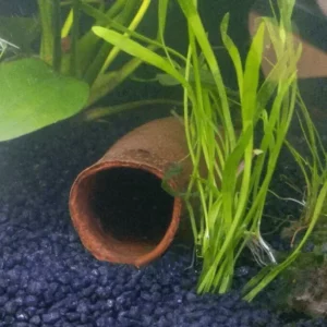Seru Trumpet Pod in Aquarium