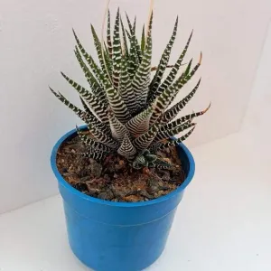 https://images.saukse.com/images/300/Unique-Zebra-Haworthia-300x300.webp